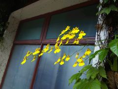 -东部华侨城