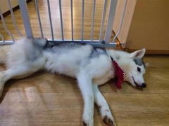 -Husky Go! 哈士奇体验馆·宠物咖啡厅狗咖