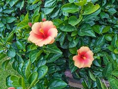 -港丽餐厅(龙之梦长宁店)