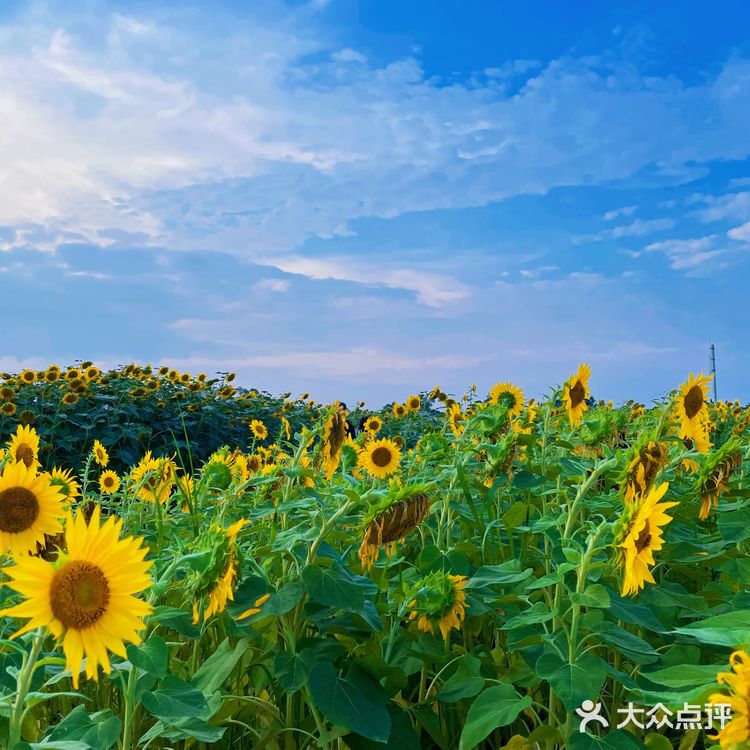 比姚明高的向日葵🌻花海