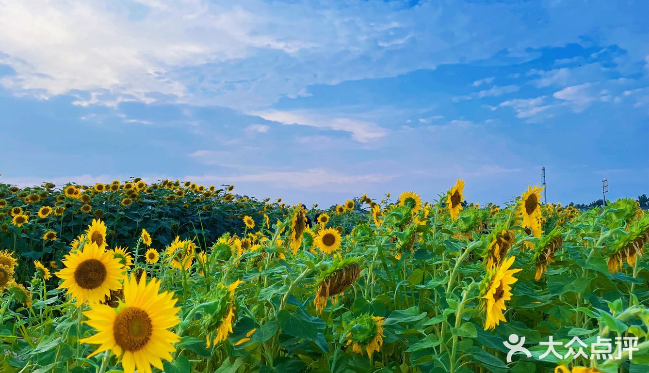 比姚明高的向日葵🌻花海