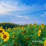比姚明高的向日葵🌻花海