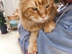 -藏猫猫咖啡主题馆(中央大道店)