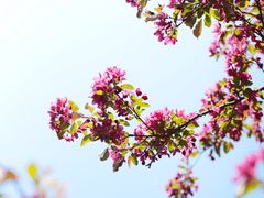 -海棠花溪(元大都城垣遗址公园)