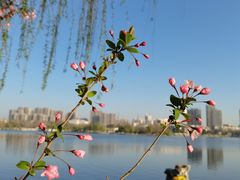 -莫愁湖公园
