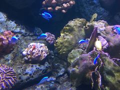 -暹罗海洋世界