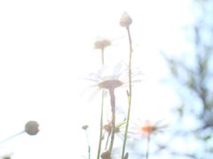 -杭州湾海上花田景区