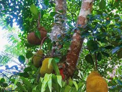 -中国科学院西双版纳热带植物园