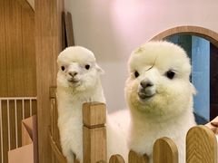 -藦茜花园宠物主题亲子互动体验馆(国顺东路店)