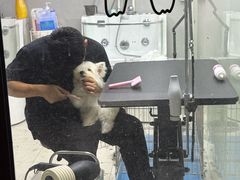 -翊宠yipet猫狗购宠庄园犬舍•猫舍