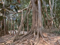 -中国科学院西双版纳热带植物园
