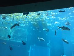 -海棠湾洲际-涛·海底餐厅·美人鱼·自助餐·海底隧道