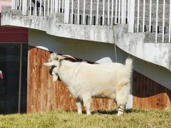-杭州观成实验学校