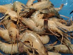 -诱货海鲜自助火锅(爱琴海购物公园东百店)