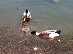 -大宁郁金香公园-停车场