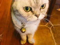-李小姐の猫咖啡馆(五角场店)