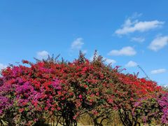 -中国科学院西双版纳热带植物园