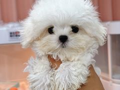 -翊宠yipet猫狗购宠庄园犬舍•猫舍