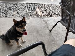 -柴犬高等学院·狗咖·柴犬售卖·宠物训练