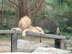 -广州长隆野生动物世界