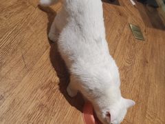 -猫小院猫主题餐厅(三里屯店)