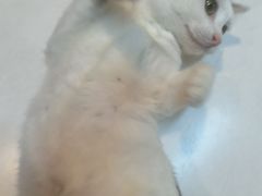 -御宝贝·A梦猫科宠物医院(国际猫友好医院)