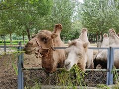 -长白岛森林公园