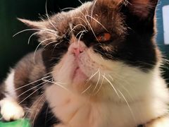 -猫儿山۰猫主题餐厅