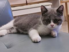 -lincat·猫舍(广州店)