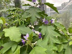 -国家植物园南园