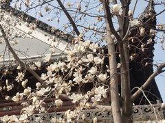 -长春观