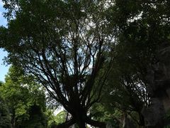 -云南勐巴娜西珍奇园