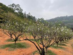 -南国桃园旅游度假区