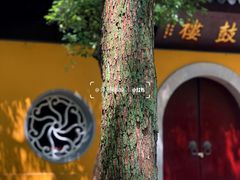 -西园戒幢律寺