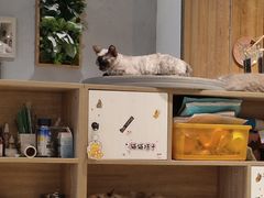 -藏猫猫咖啡主题馆(中央大道店)