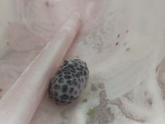 -奈雪的茶(国金中心店)