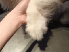 -杨氏青龙虾·羊蝎子(金盛路总店)