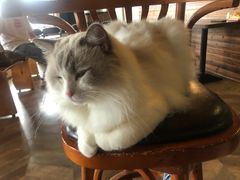 -蓝鲸·缅因猫舍