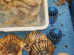 -添福来墨鱼饺子 · 海鲜东北菜(大连星海·黄浦路店)