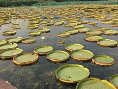 -荷塘月色湿地公园·向阳花洲