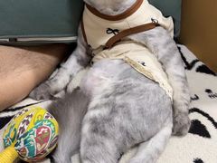 -艾吉宠物医院·疑难杂症转诊中心·猫友好(碧江路院)