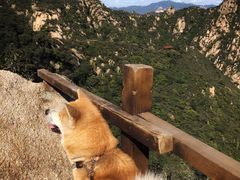 -大岭沟猕猴桃谷风景区