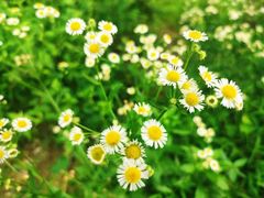 -广西壮族自治区药用植物园