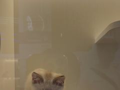 -小猫来了·猫咪专售(红山六九七九店)