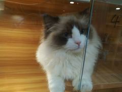 -猫十亿·布偶金渐层·曼基康矮脚猫舍(青年路店)
