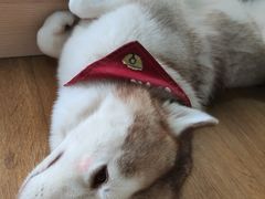 -Husky Go! 哈士奇体验馆·宠物咖啡厅狗咖