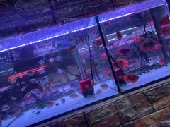 -大自然花鸟鱼虫市场