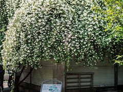 -杭州植物园
