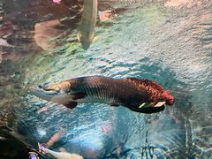 -上海海洋水族馆