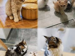 -楼上猫咖(罗湖店)